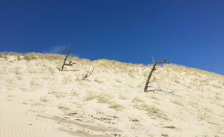 explore instagram with picuki